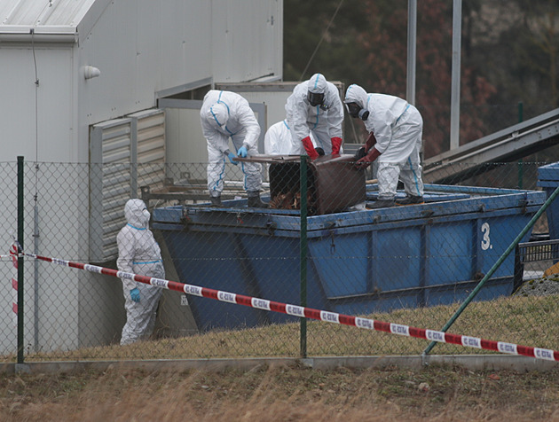 Na Havlíčkobrodsku potvrdili ptačí chřipku. Letos je to už desáté ohnisko
