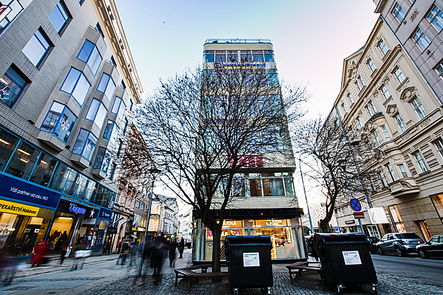 Javory v centru Brna pokácejí kvůli stavbě kolektoru, zvažované přesazení padlo