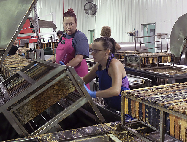 Úbytek včel a méně medu. Výroba udržitelných paliv v USA si vybírá svou daň