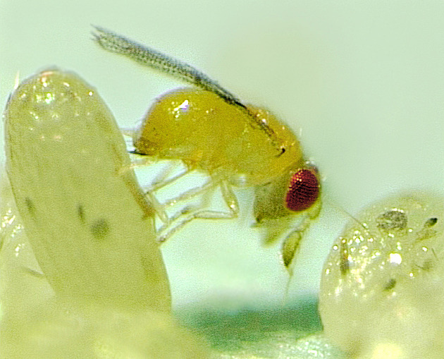 Jak ochránit kuchyň proti molům? Vyhazovat kila mouky už není potřeba