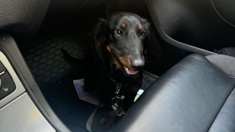 Případ utýraného Žeryka: Muž plivl po svědkyni a sprostě nadával. Soudce na něj vydal zatykač