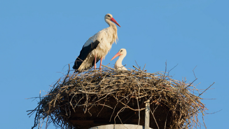 Čápi se vracejí do Česka: Sledujte je, prosí ornitologové veřejnost. MAPA ukazuje, kde hnízdí