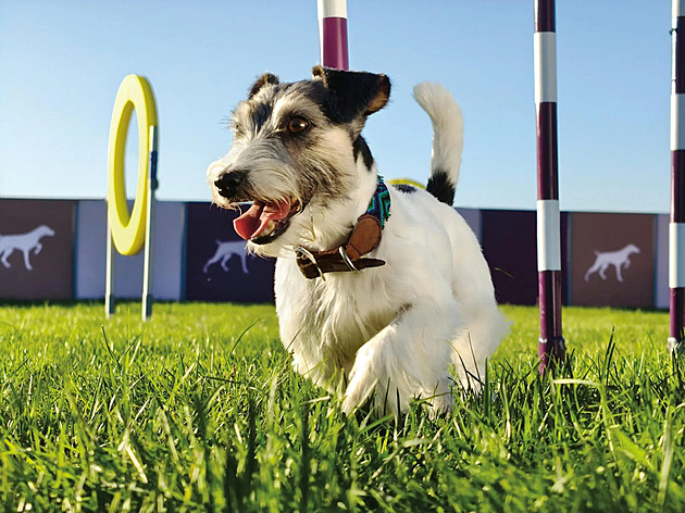 Stěží uvěříte, že tyto krásné fotografie pořídili jen mobilem