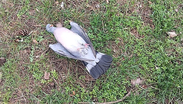 I dvacet mrtvých ptáků za den. V Mostě hromadně hynou holubi, příčina není jasná