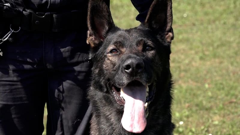 „Nepotřebný služební pes k prodeji.“ Sloužil 10 let, inzerát zlínských policistů vyvolal bouři