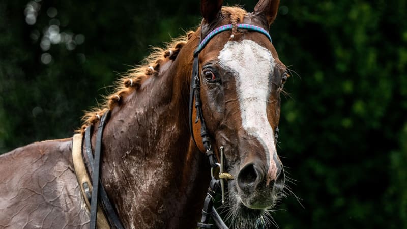 Smutek na dostizích: Vítěz Velké pardubické Sexy Lord pošel na koliku
