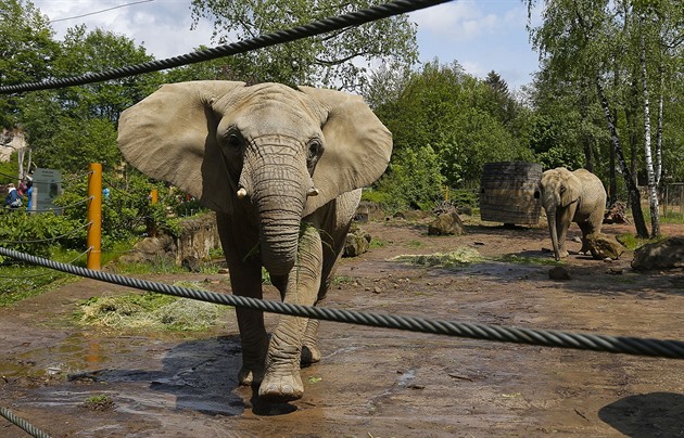 Zlínská zoo truchlí, známou samici slona afrického zabil samec z Maďarska