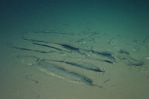 Bezprecedentní. Vědci objevili v oceánu velrybí nekropoli, táhne se 1200 kilometrů