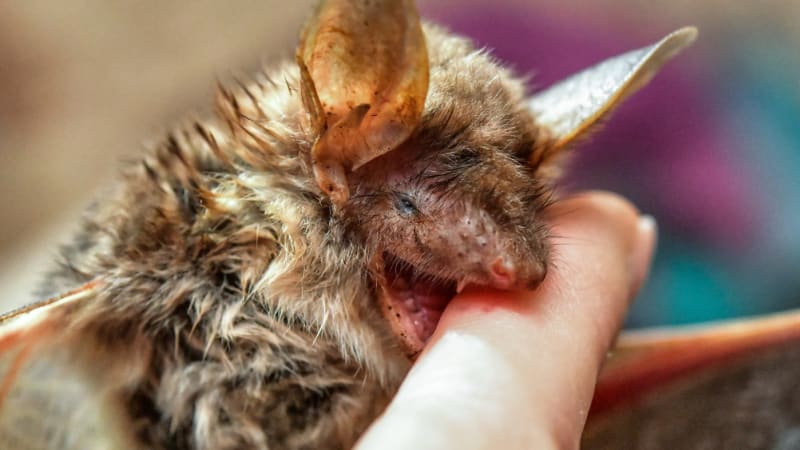 V Česku se množí případy pokousání netopýrem. Následky mohou být fatální, varují lékaři
